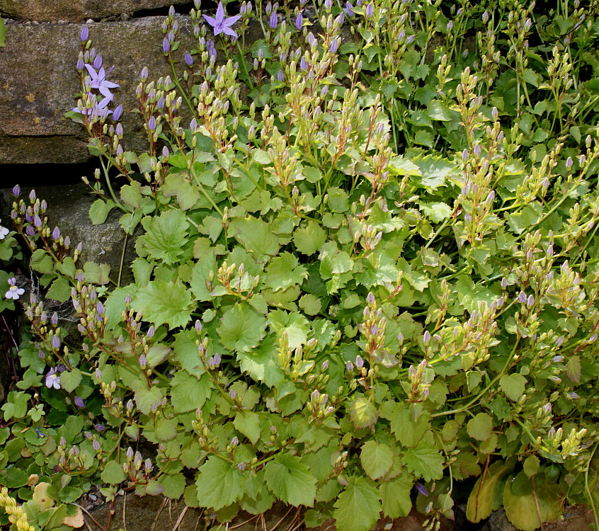 Image of genus Campanula specimen.