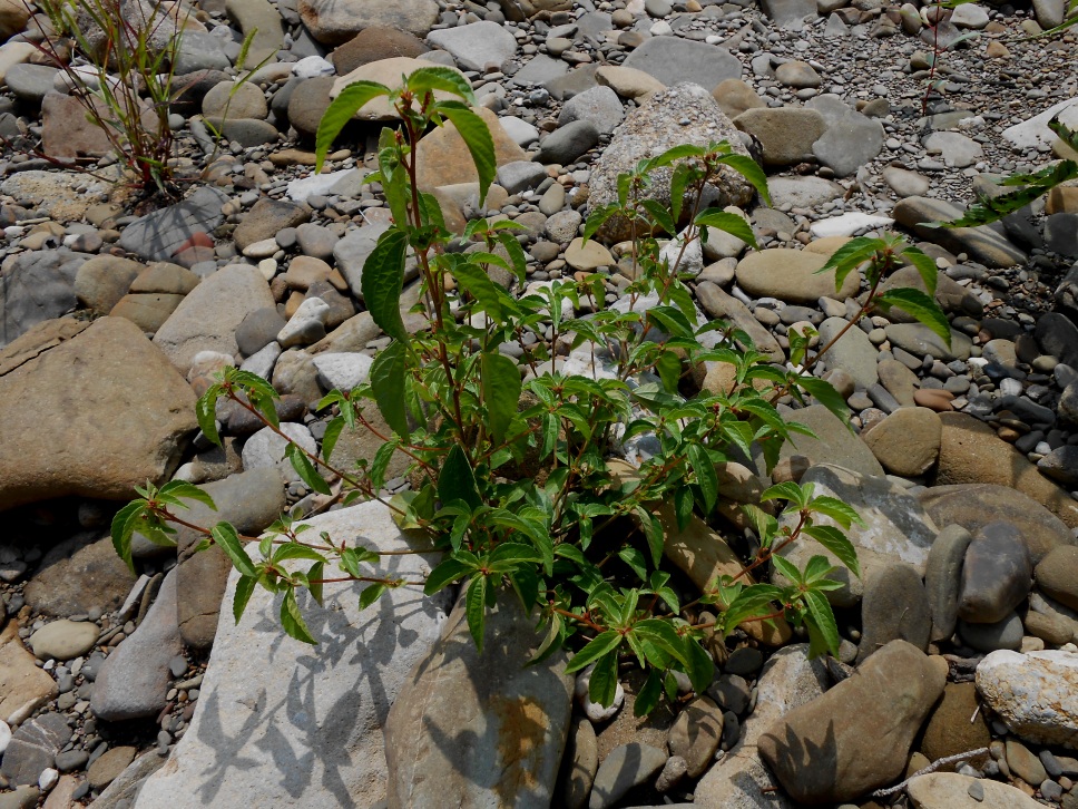 Изображение особи Acalypha australis.