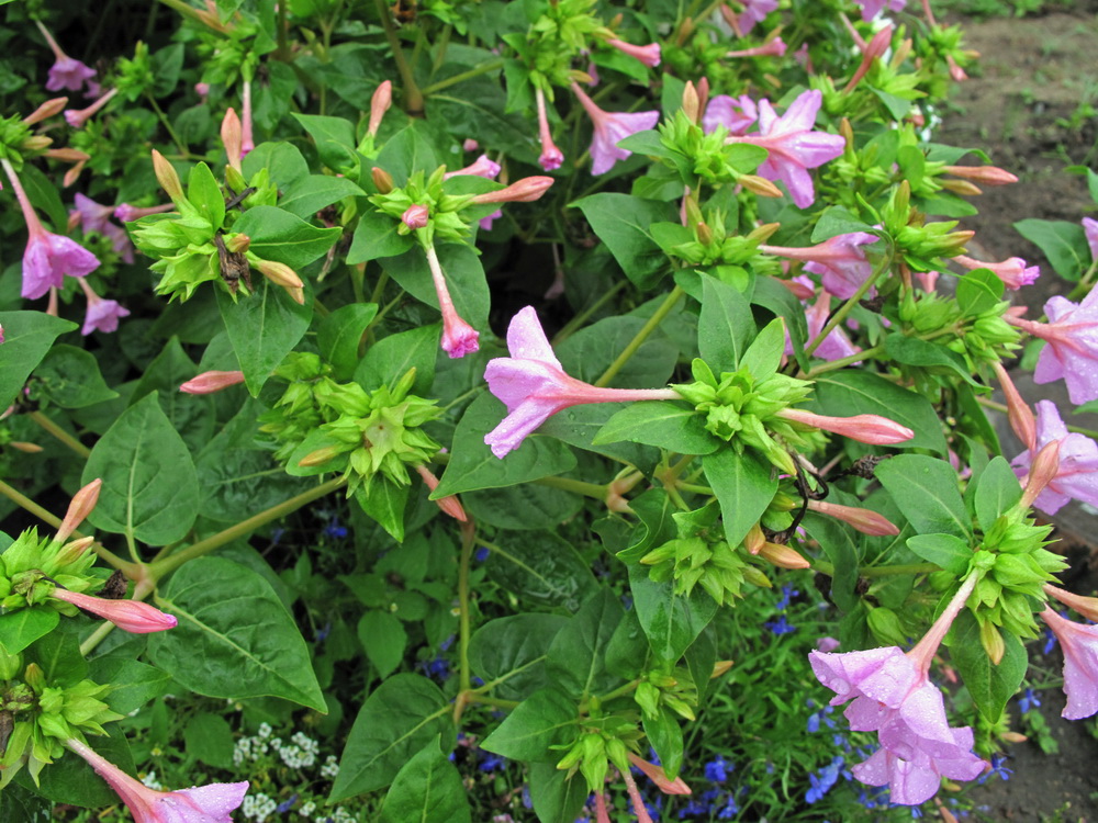 Изображение особи Mirabilis jalapa.