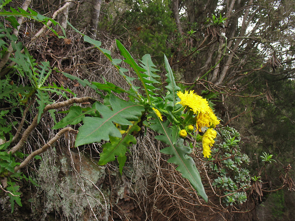 Изображение особи Sonchus congestus.