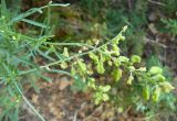 Reseda lutea