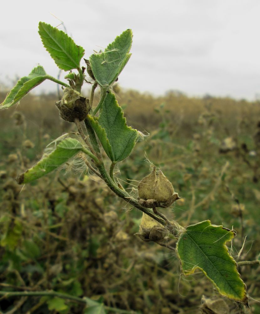 Image of Althaea officinalis specimen.