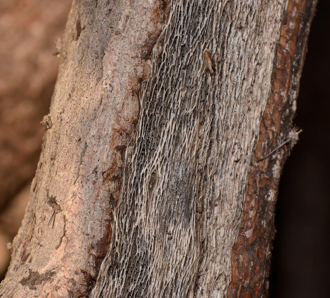 Image of Opuntia cochenillifera specimen.