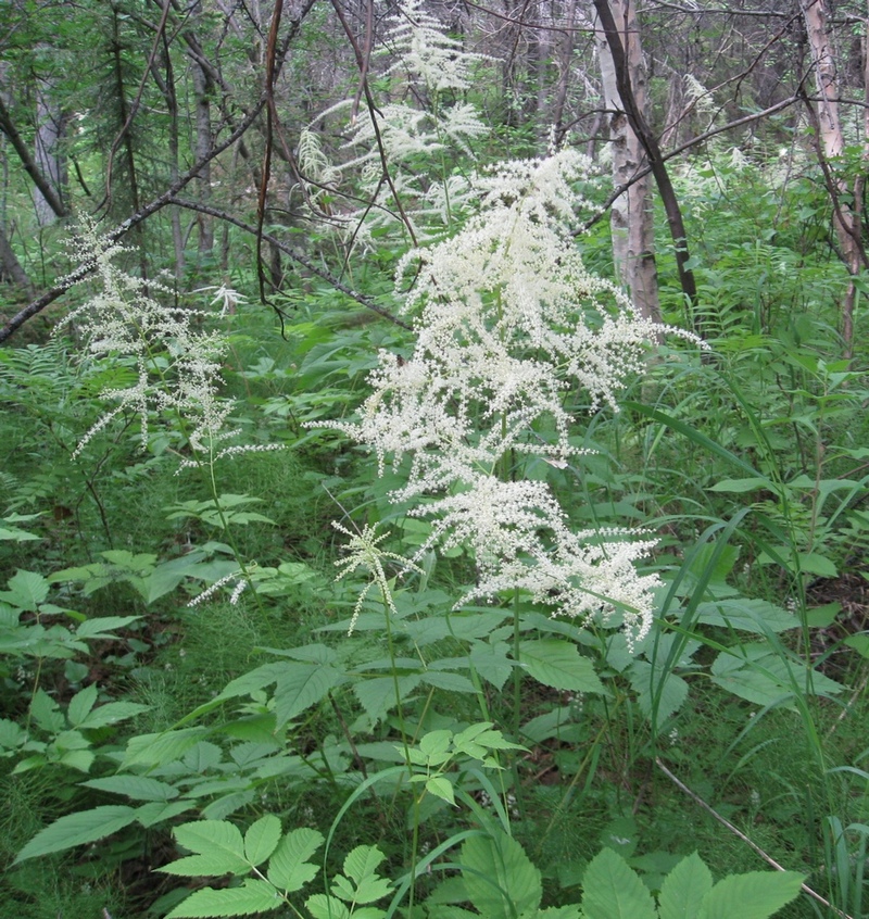 Изображение особи Aruncus dioicus.