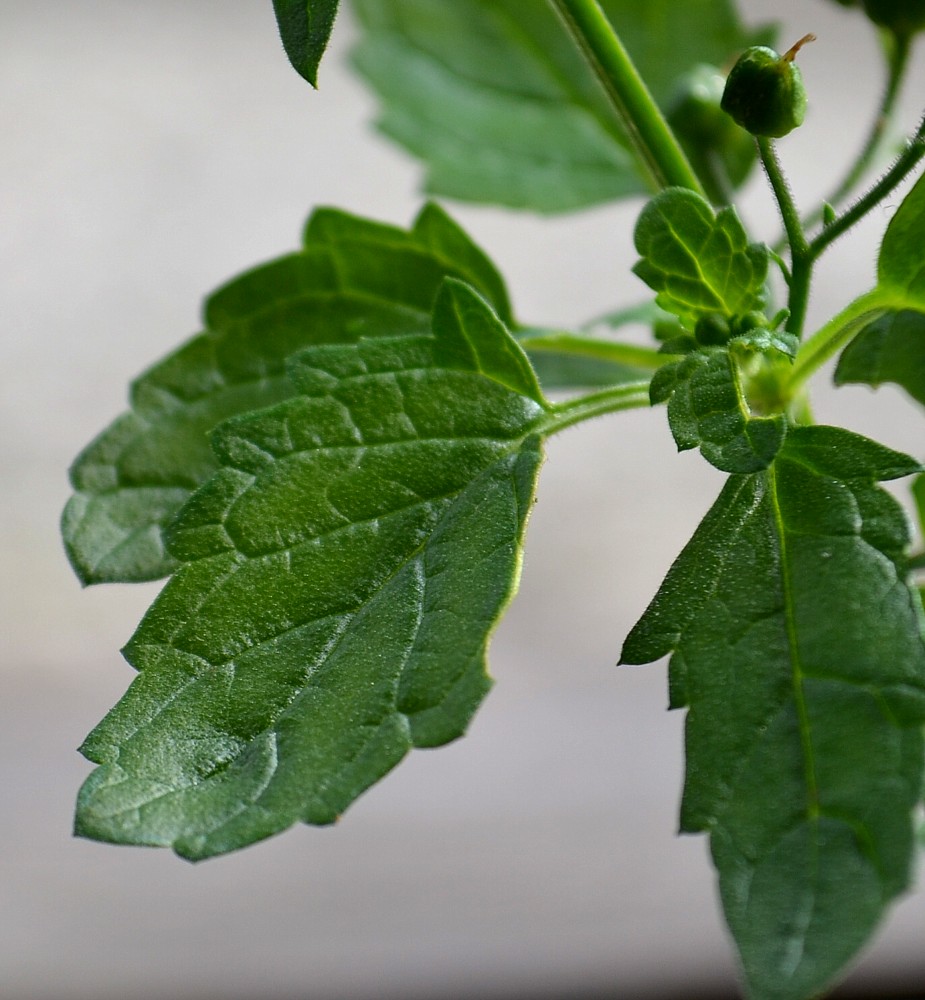 Image of Scrophularia scopolii specimen.