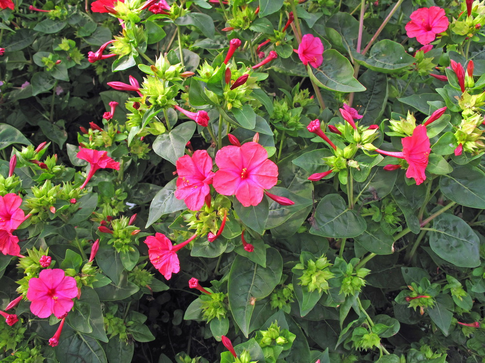 Image of Mirabilis jalapa specimen.