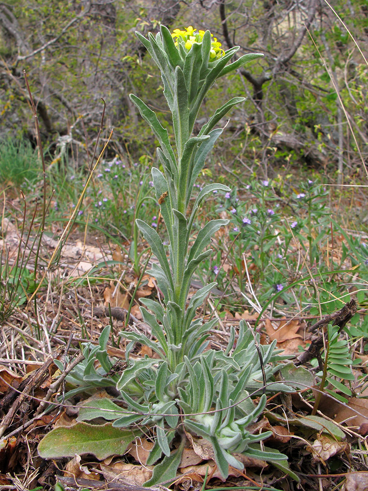 Изображение особи Fibigia eriocarpa.