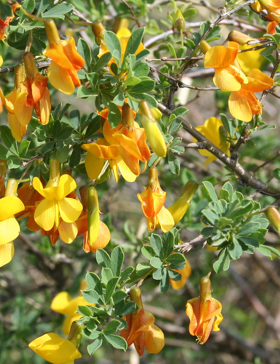 Image of Caragana frutex specimen.