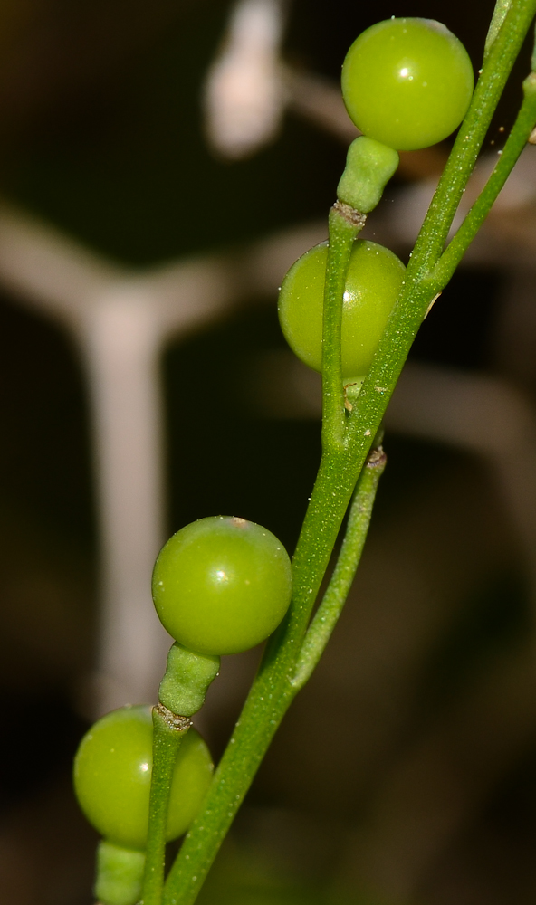 Изображение особи Crambe hispanica.