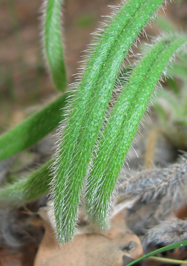 Image of Onosma visianii specimen.