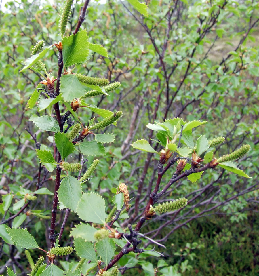 Изображение особи Betula czerepanovii.