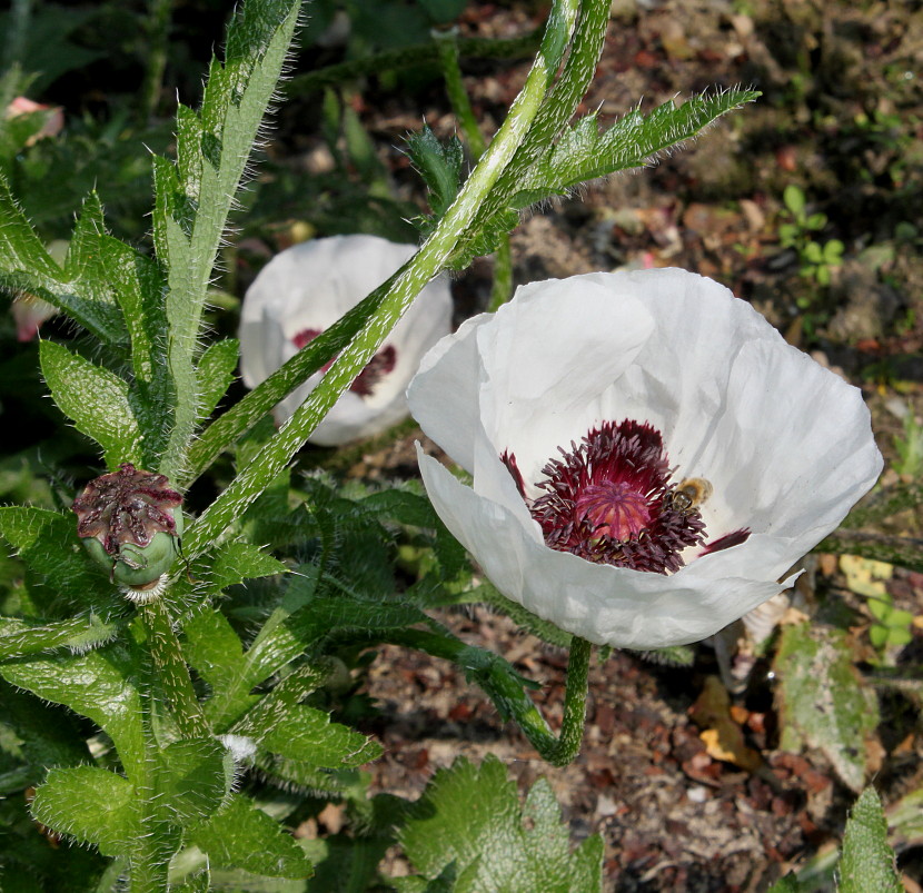 Image of Papaver orientale specimen.