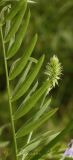 Galega officinalis