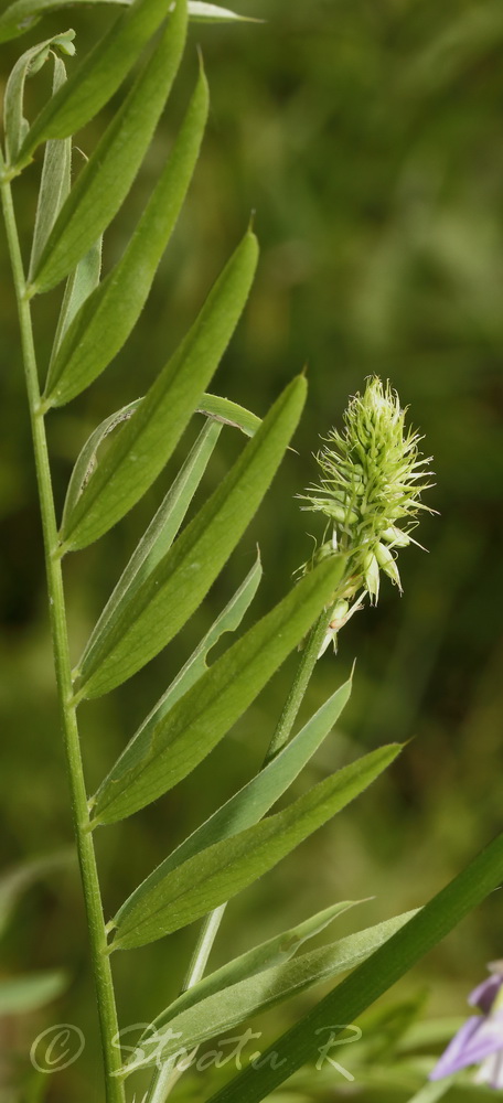 Изображение особи Galega officinalis.