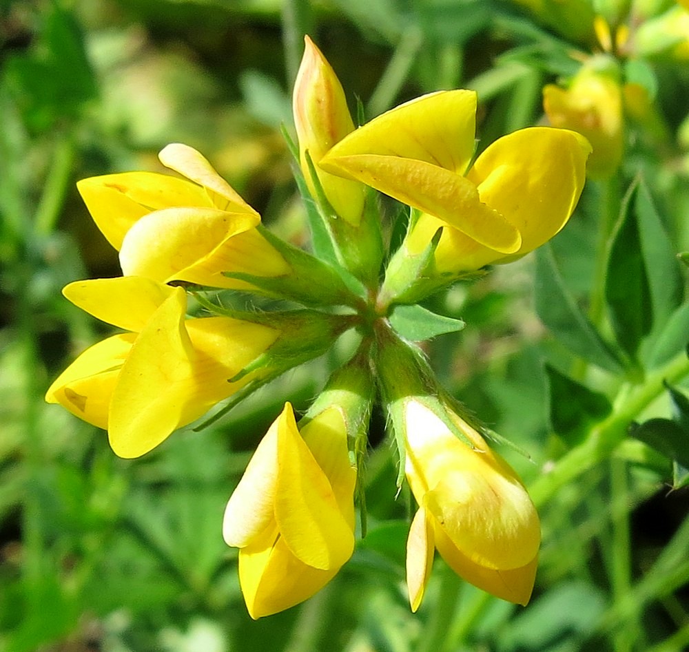 Image of genus Lotus specimen.