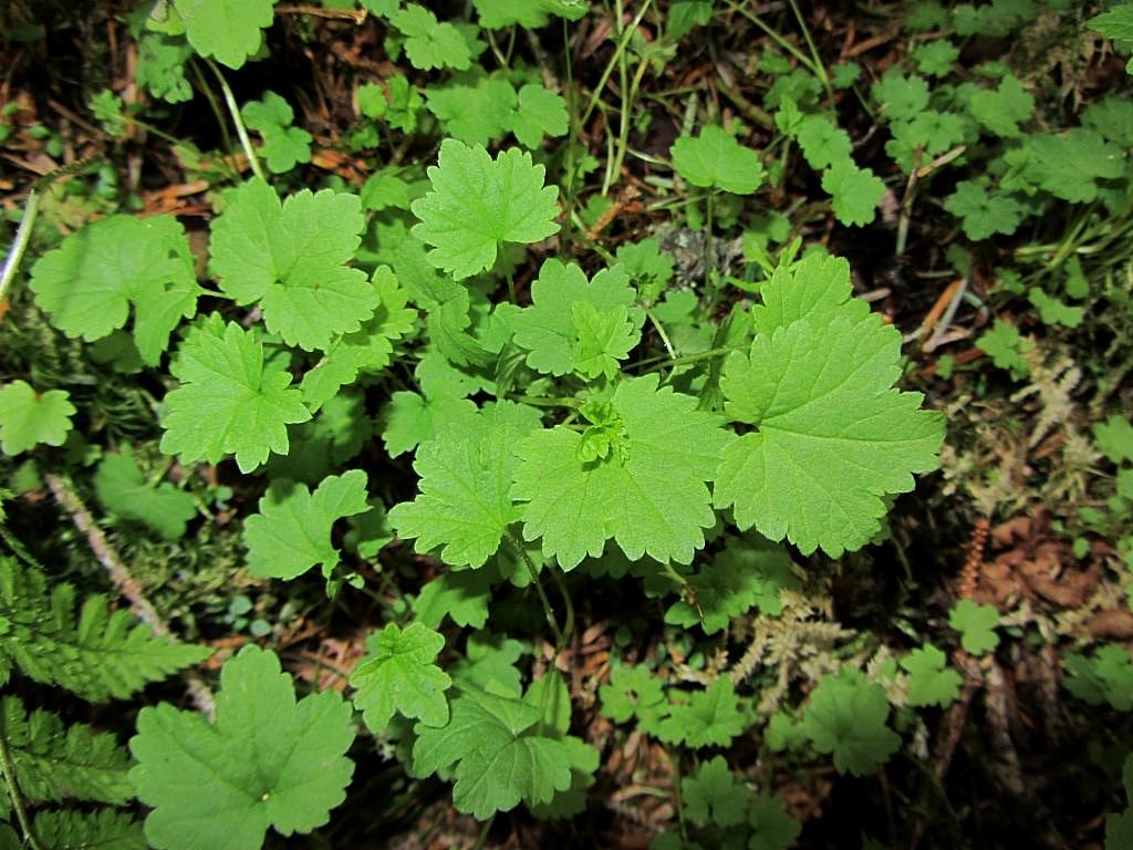 Image of genus Ribes specimen.