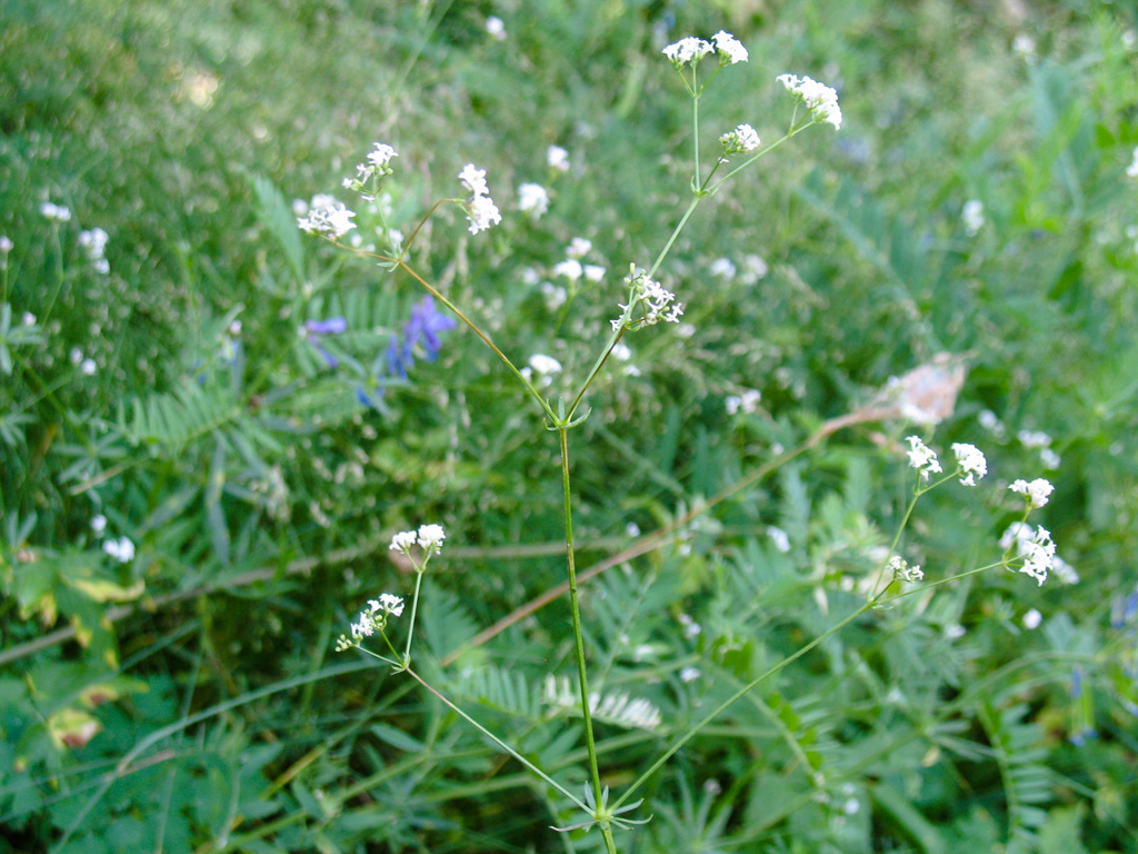 Image of Galium octonarium specimen.