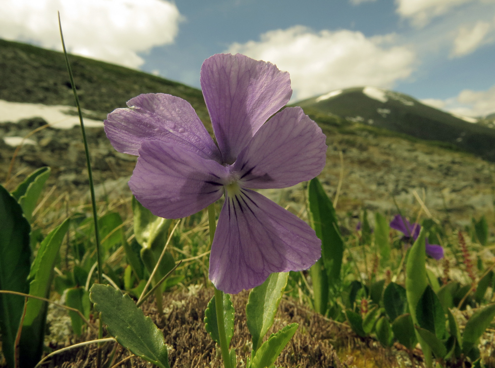 Image of Viola altaica specimen.