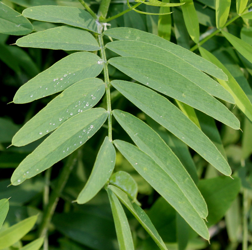 Изображение особи Galega officinalis.