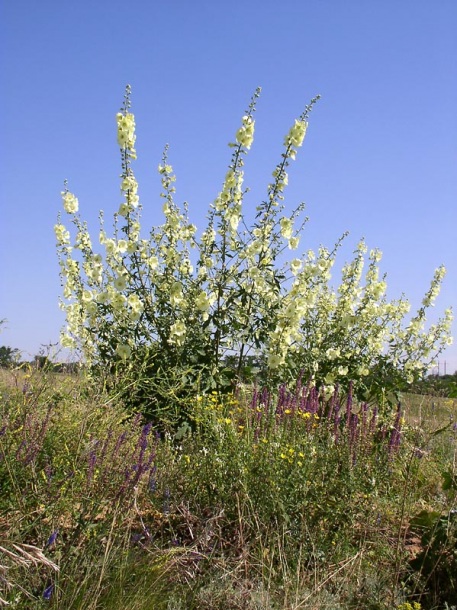 Image of Alcea rugosa specimen.