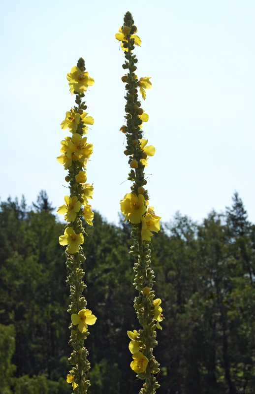 Image of Verbascum phlomoides specimen.