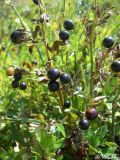 Jasminum fruticans