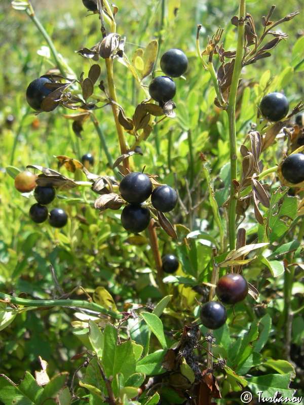 Image of Jasminum fruticans specimen.