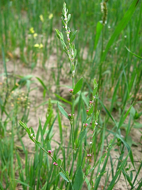 Image of Polygonum aviculare specimen.