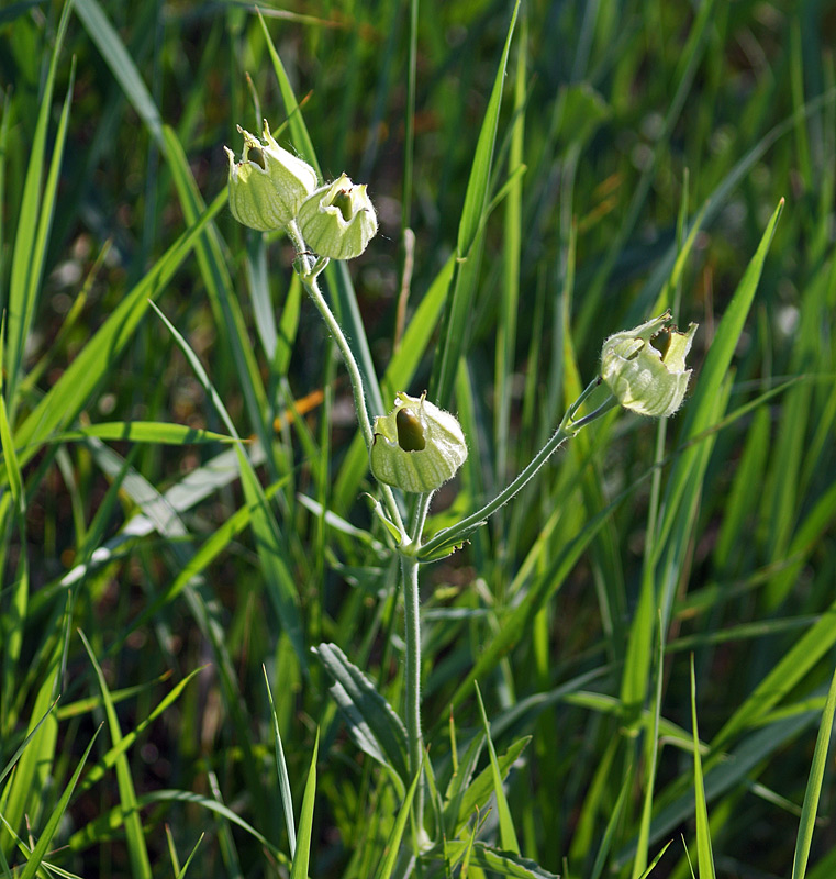 Image of Melandrium latifolium specimen.