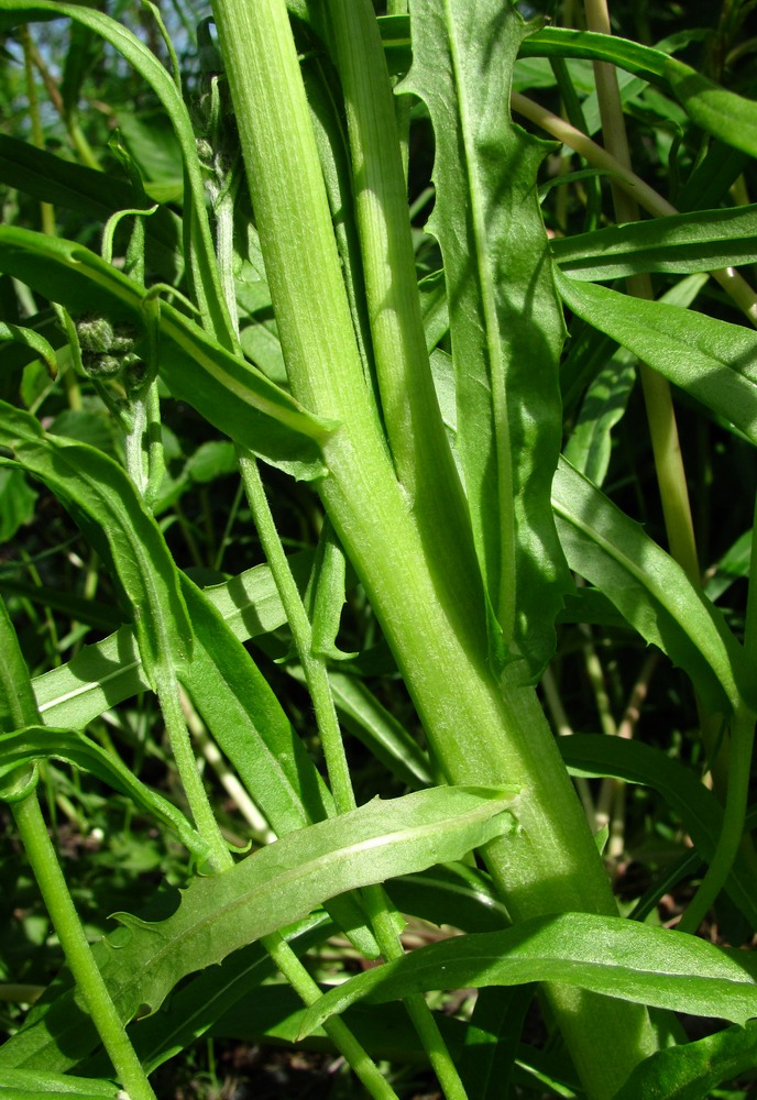 Изображение особи Crepis tectorum.