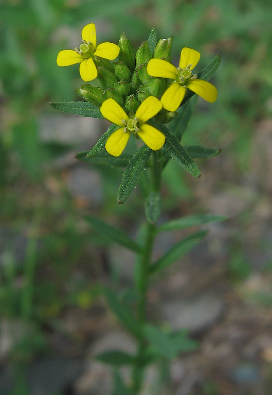 Изображение особи Erysimum hieraciifolium.