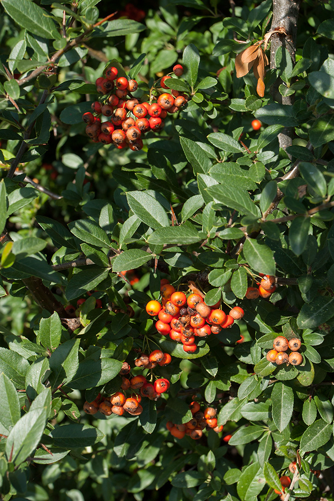 Image of Pyracantha coccinea specimen.