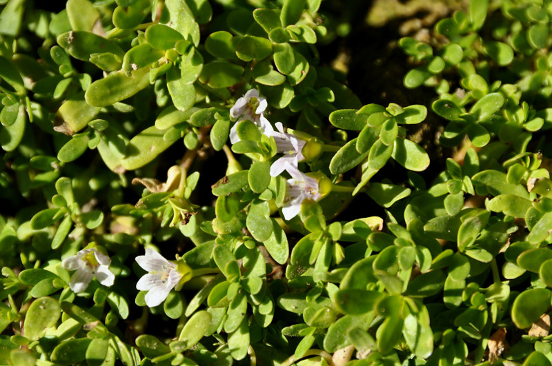 Image of Bacopa monnieria specimen.