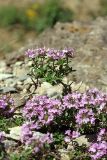 Thymus karatavicus