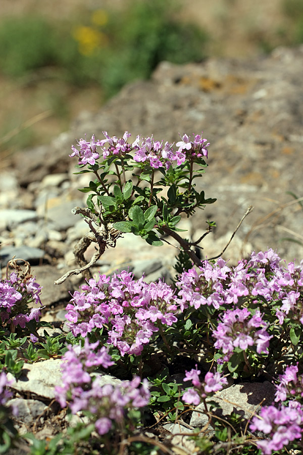 Image of Thymus karatavicus specimen.