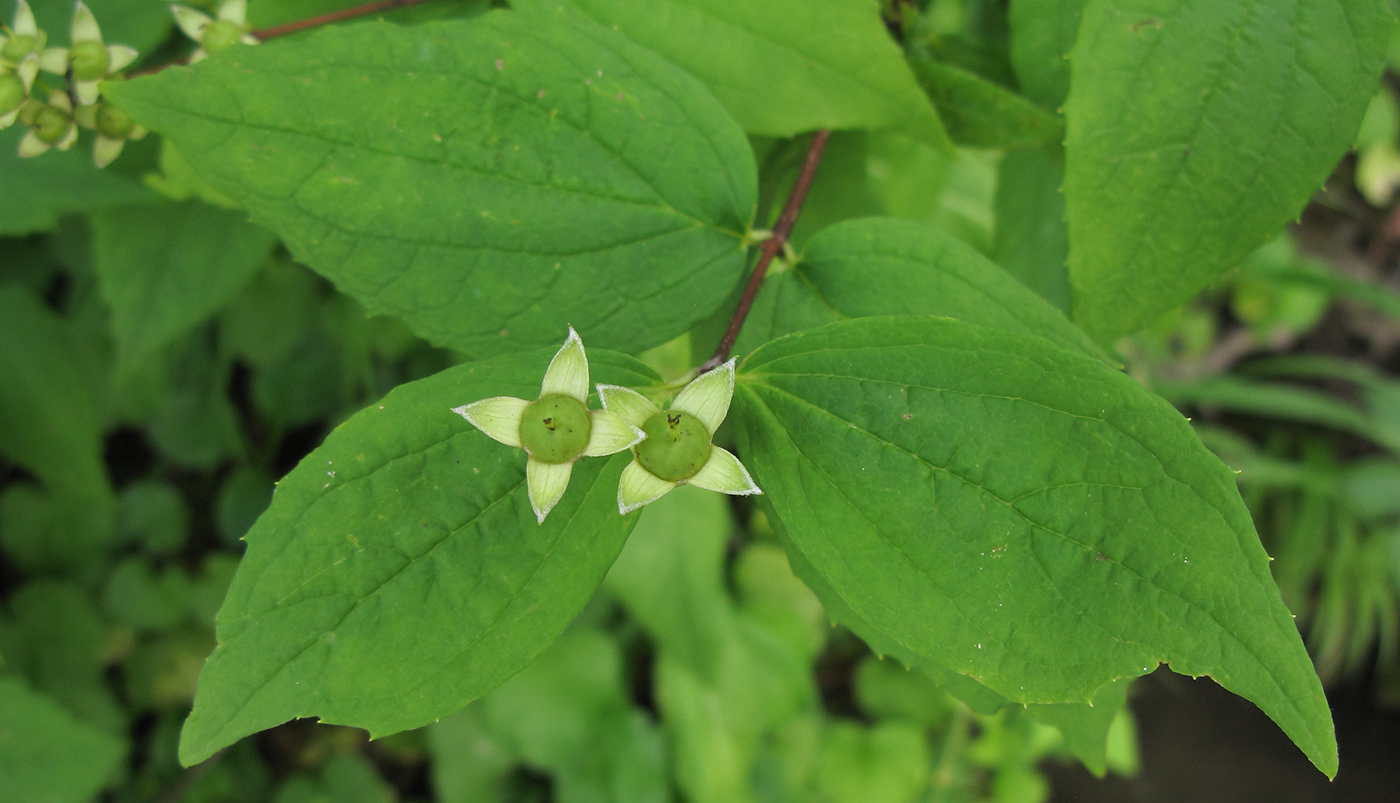 Image of Philadelphus caucasicus specimen.