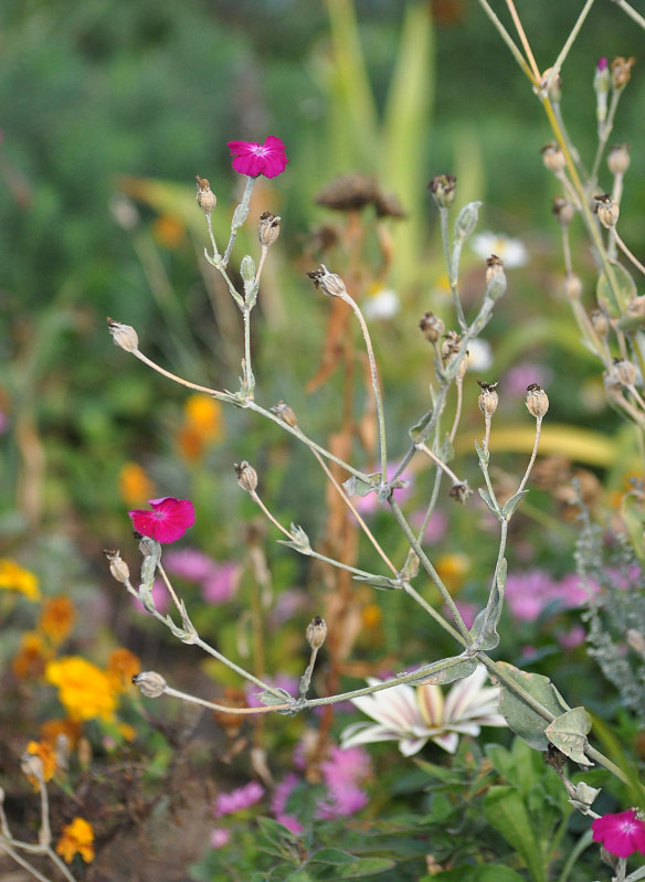 Изображение особи Lychnis coronaria.