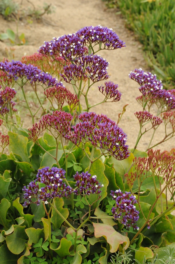 Изображение особи Limonium perezii.