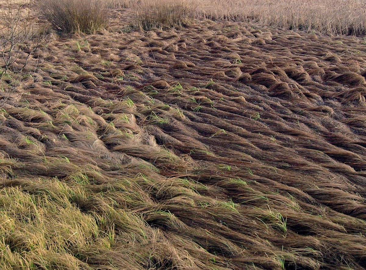 Image of Carex acuta specimen.