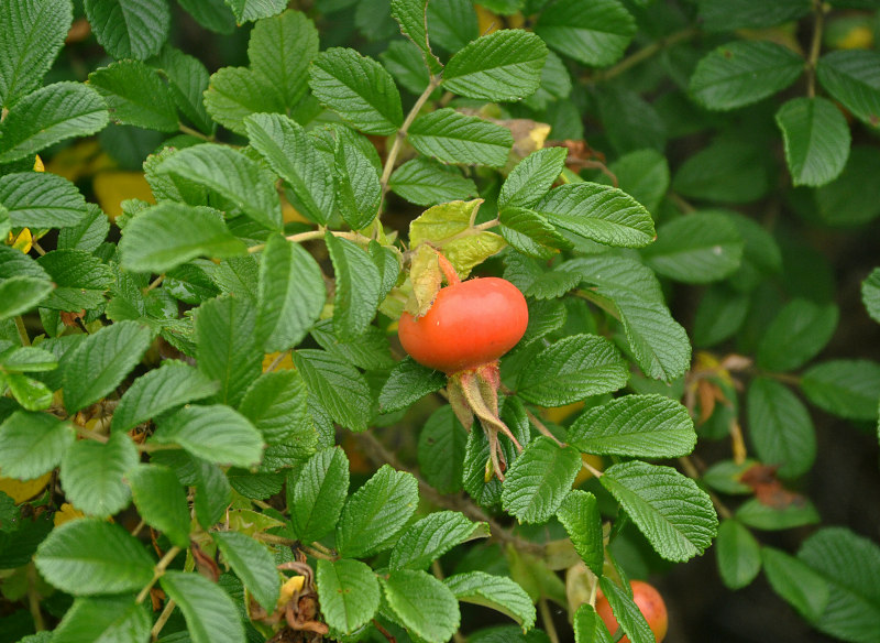 Image of Rosa rugosa specimen.