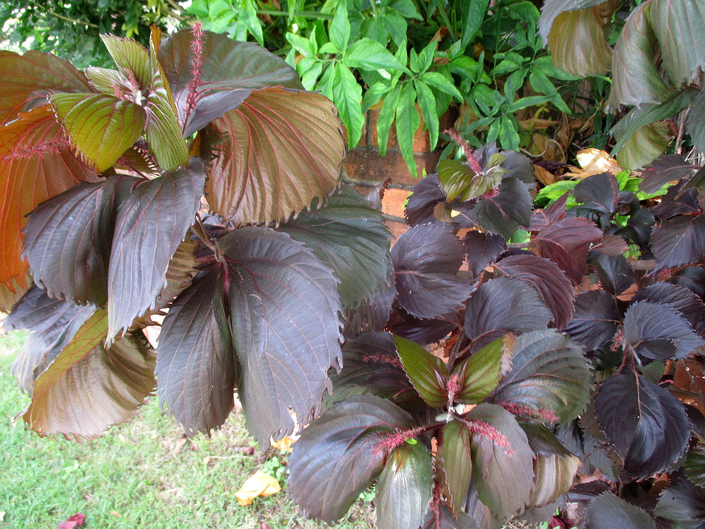 Image of Acalypha wilkesiana specimen.