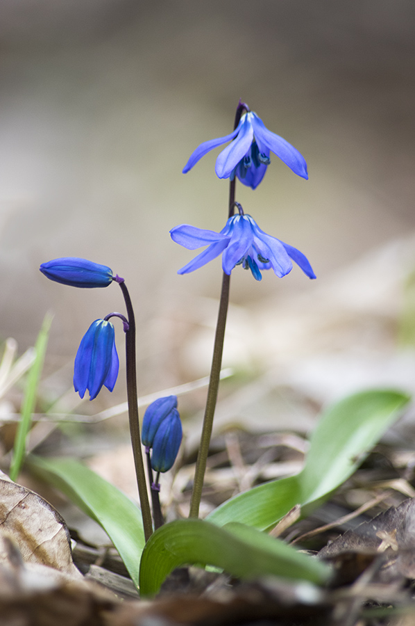 Image of Scilla siberica specimen.