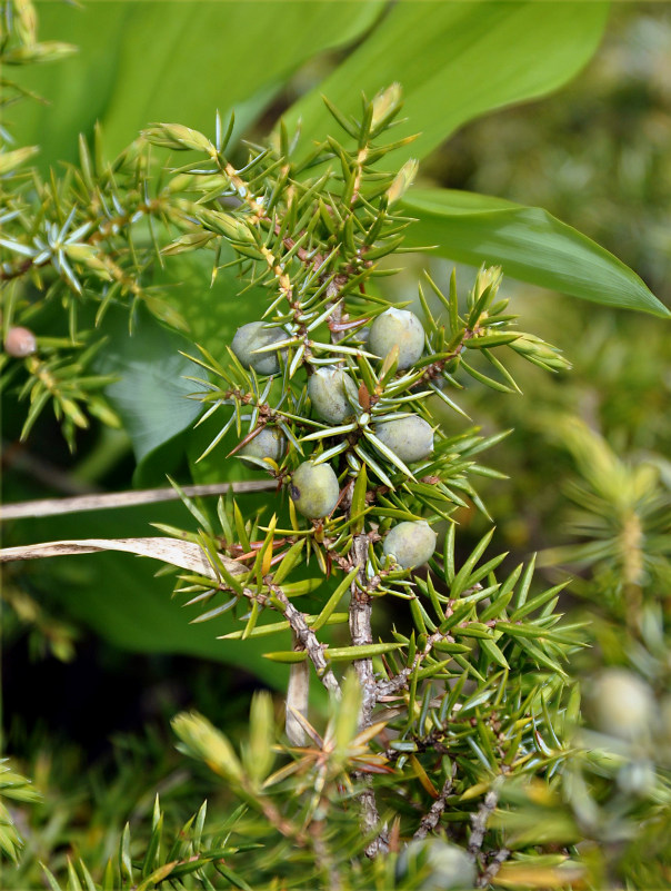 Image of Juniperus oblonga specimen.