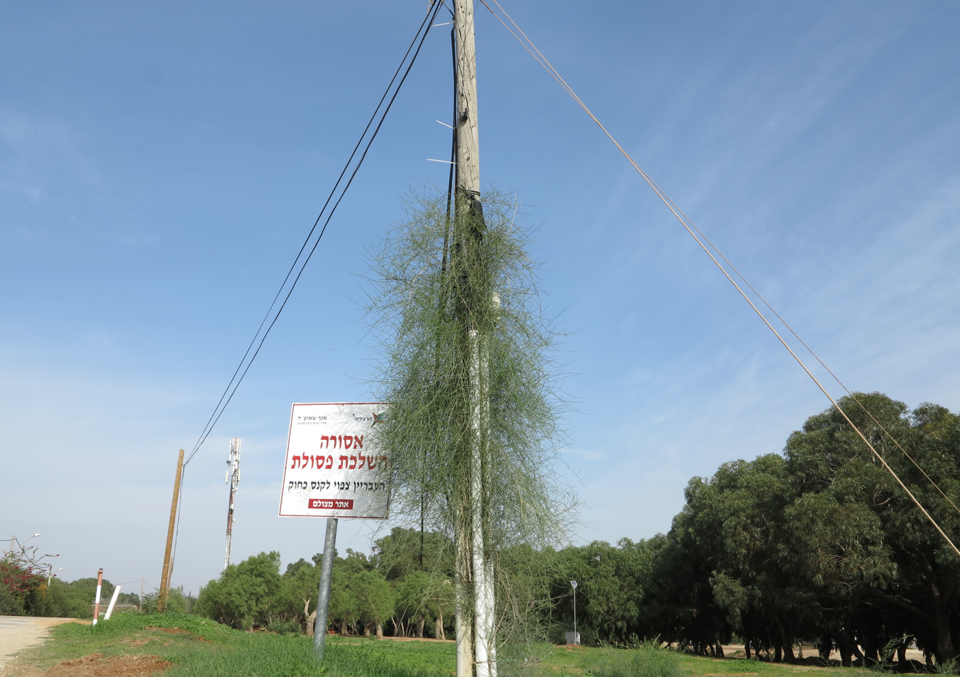 Image of Ephedra aphylla specimen.