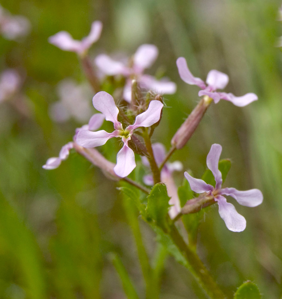 Image of Chorispora tenella specimen.