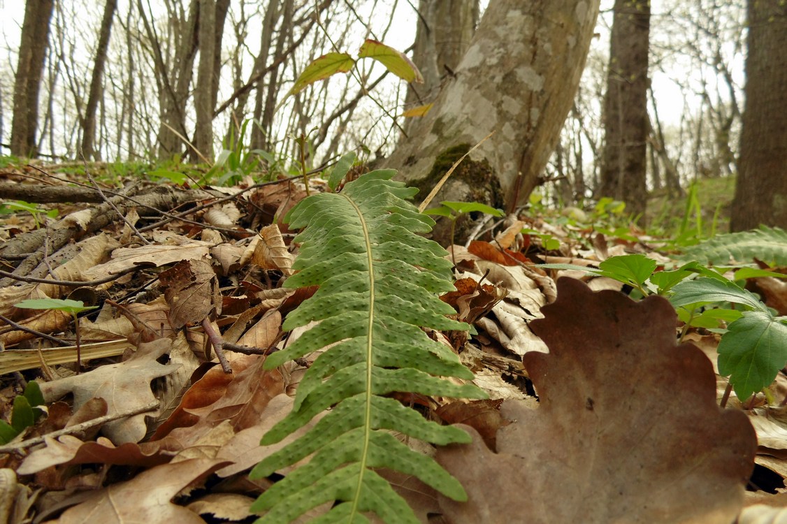 Image of Polypodium vulgare specimen.