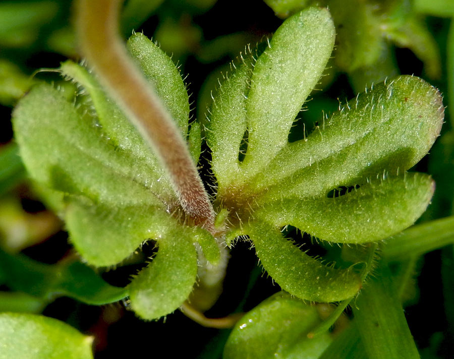 Image of Veronica triphyllos specimen.