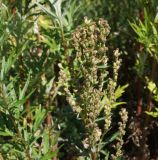 Artemisia vulgaris. Верхушка плодоносящего побега. Восточный Казахстан, Уланский р-н, с. Украинка, дачный участок. 12.08.2014.