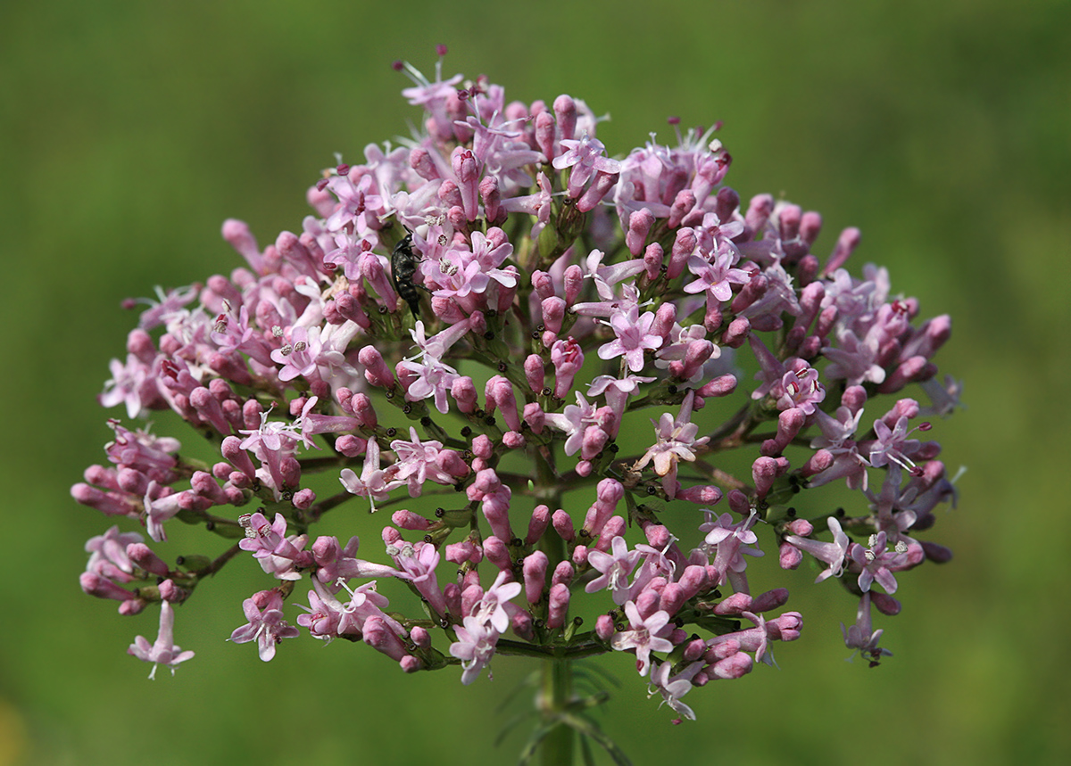 Изображение особи Valeriana alternifolia.