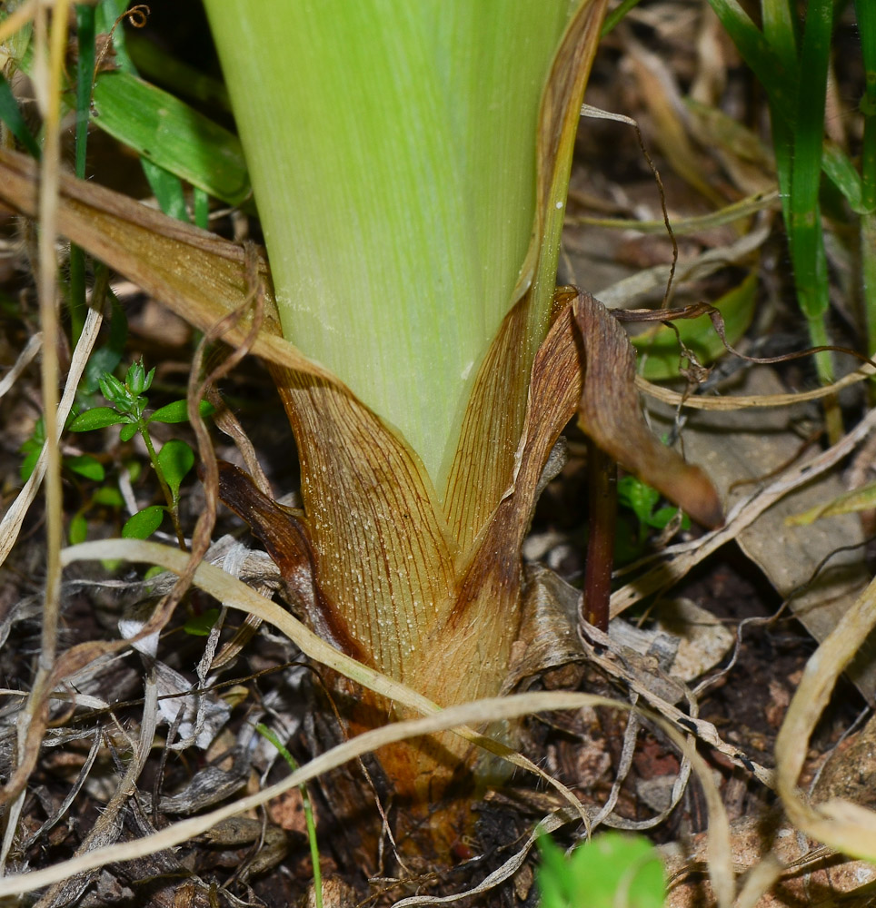 Image of Iris bismarckiana specimen.